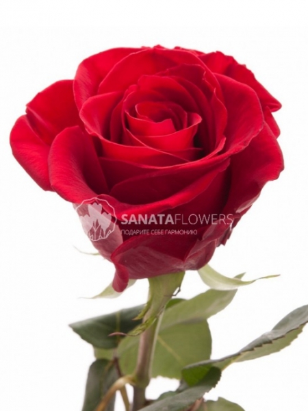 Punane roos ecuador 50-70cm