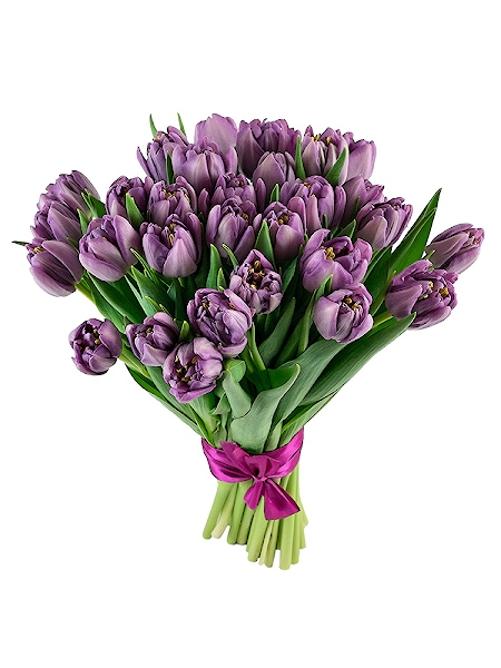 29 violetset tulpi