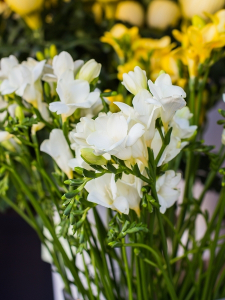 Valge freesia