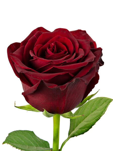 Red rose Ecuador (70 cm)