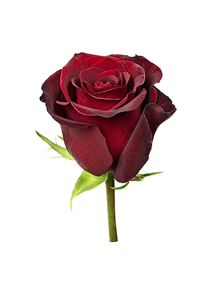 Punane roos (70 cm)