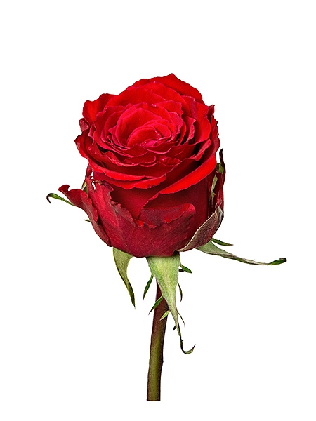 Punane roos (50 cm)