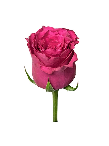 Roosa roos (50 cm)