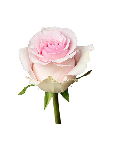 Roosa roos Ecuador (70 cm)
