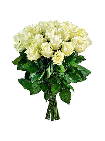 25 белых роз (50 cm)