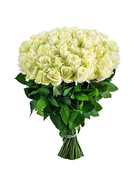 51 white roses (50 cm)