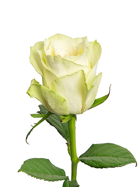 Valge roos (50 cm)