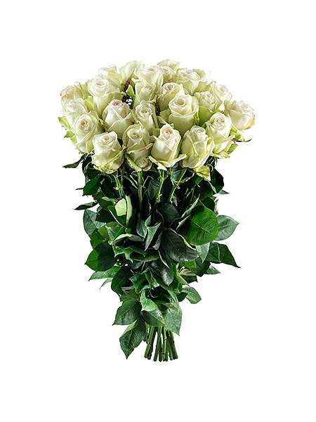 25 white Ecuador roses
