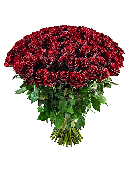 101 красная роза Экв. (70 cm)